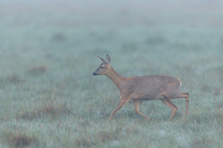 Roe Deer (Capreolus capreolus) doe walking across field in mist at dawn